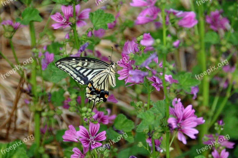 Butterfly Flowers Swallowtail Butterfly Insect Summer