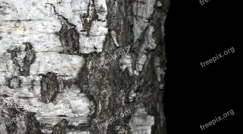 Nature Tree Birch Bark Trees