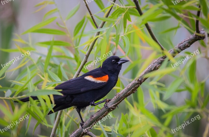 Nature Bird Animal Feather Red Winged Blackbird