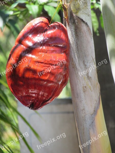 Coconut Colombia Nature Summer Palm Tree