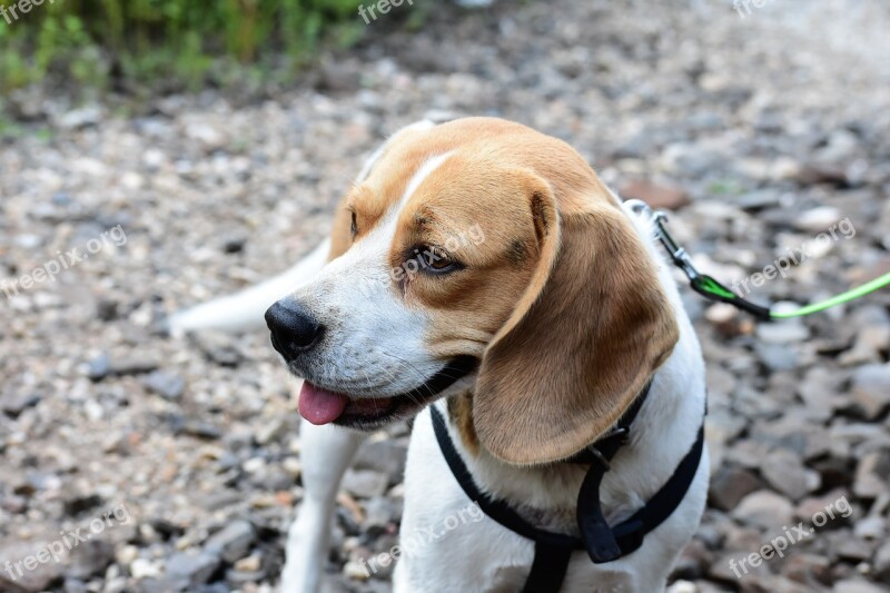 Beagle Dog Hunting Dog Animal Free Photos