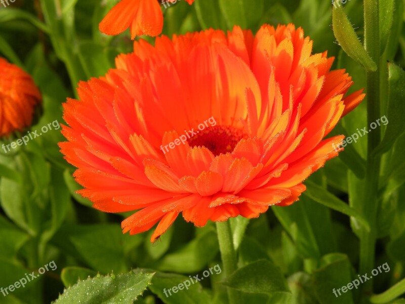 Calendula Plant Flower Astrov Flora