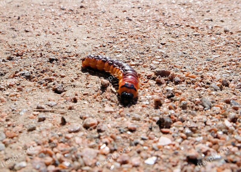 Caterpillar Medvedka Insect Pest Free Photos