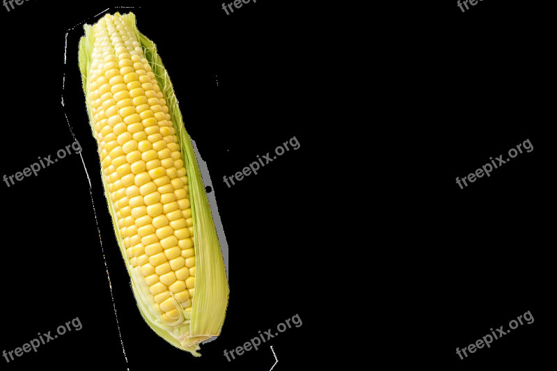 Corn Maize Isolated White Background