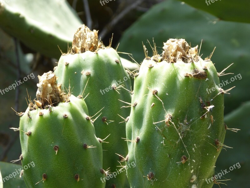 Cactus Fruit Summer Sicily Prickly Cactus