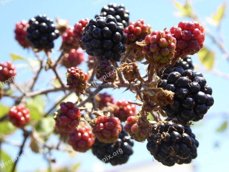 Blackberries Fruit Summer Food Bush