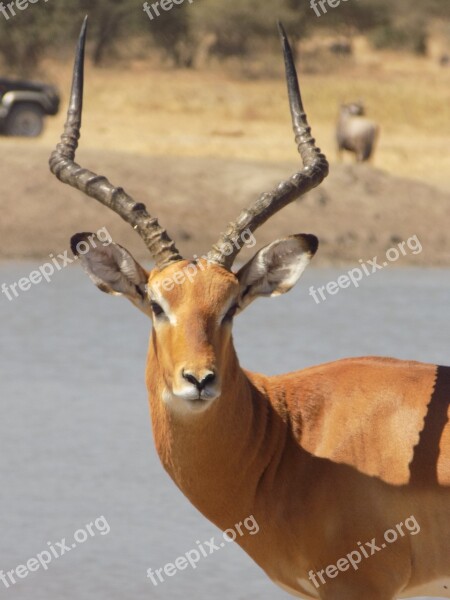 Impala Antelope Africa Safari Wildlife