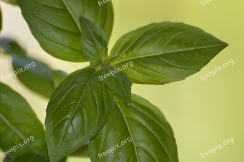 Basil Summer Garden Nature Green