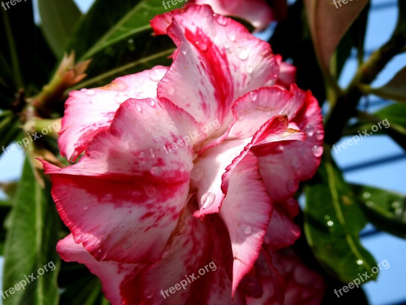 Flower Pink And White Plants Nature Colorful