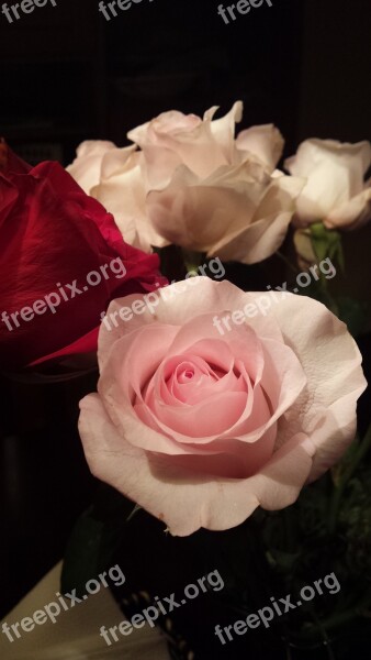 Roses Pink Roses Red Roses Floral Flowers