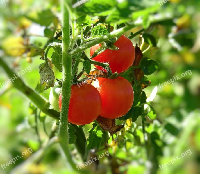 Tomato Cocktail Bush Garden Red Eating