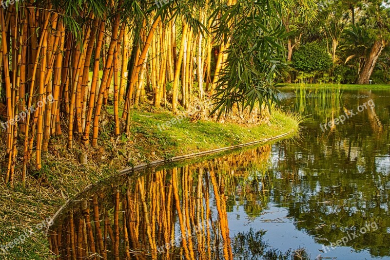 Landscape Nature Lake Reeds Water