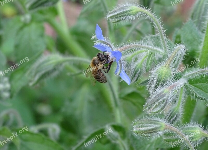 Borage Cucumber Herb Borretschblüte Culinary Herbs Vegetable Garden