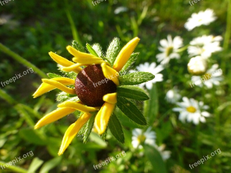 Flowers Black Eyed Susan Wildflowers Free Photos