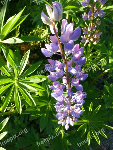 Lupine Maine Flower Free Photos