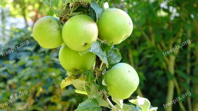 Apple Fruit Fresh Vitamins Health