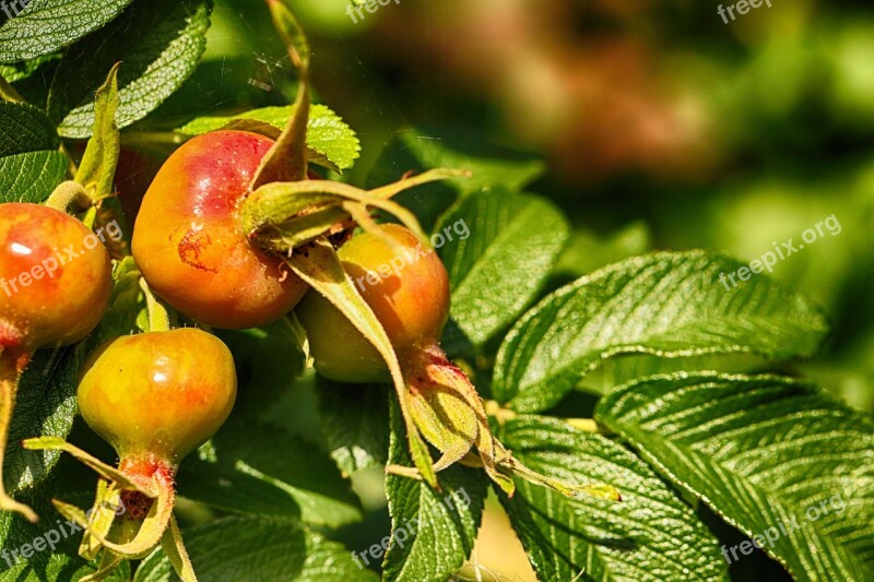 Rose Hip Fruit Nature Free Photos