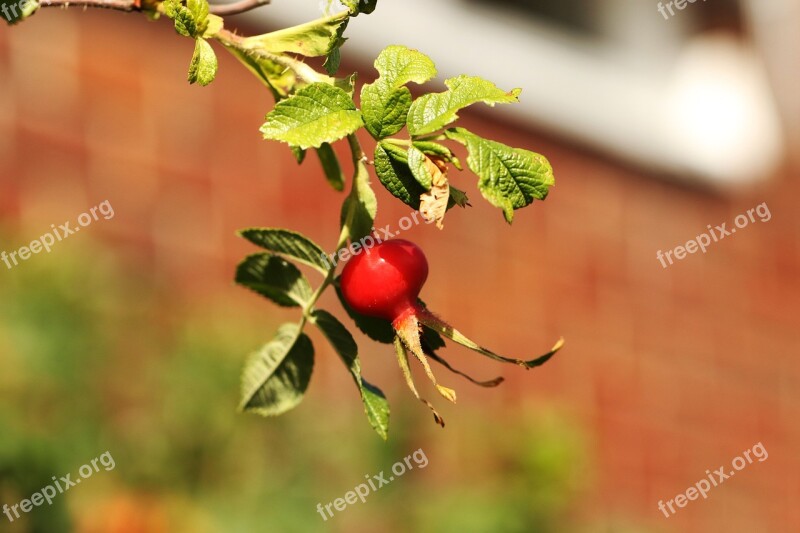 Rose Hip Fruit Nature Free Photos