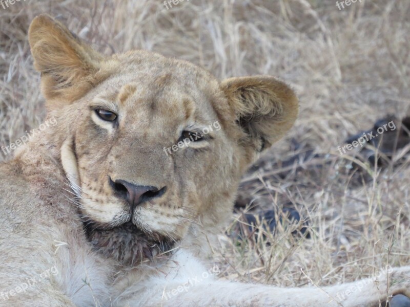 Lion Safari Africa Predator Savannah