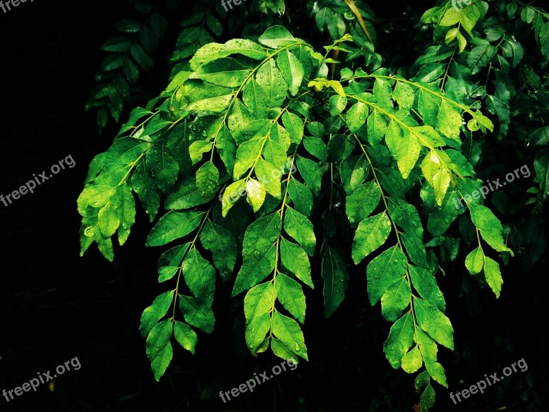 Wet Curry Leaves Rainy Season Black Background Green