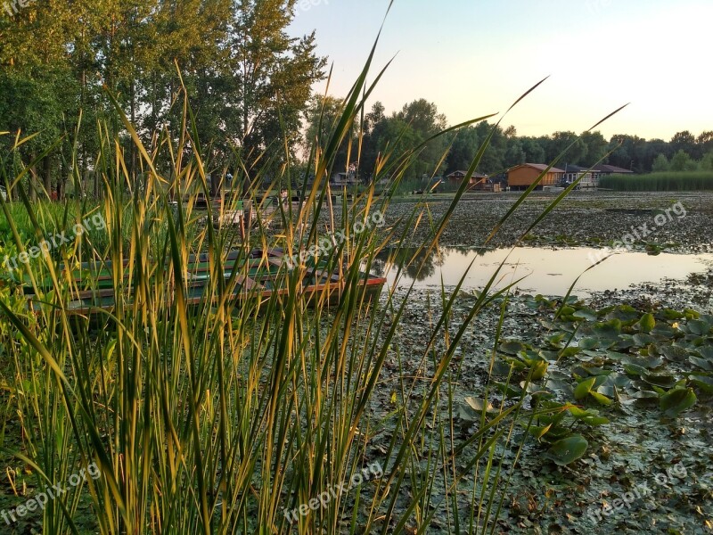 Hungary Lake Tisza Swamp Lake Nature