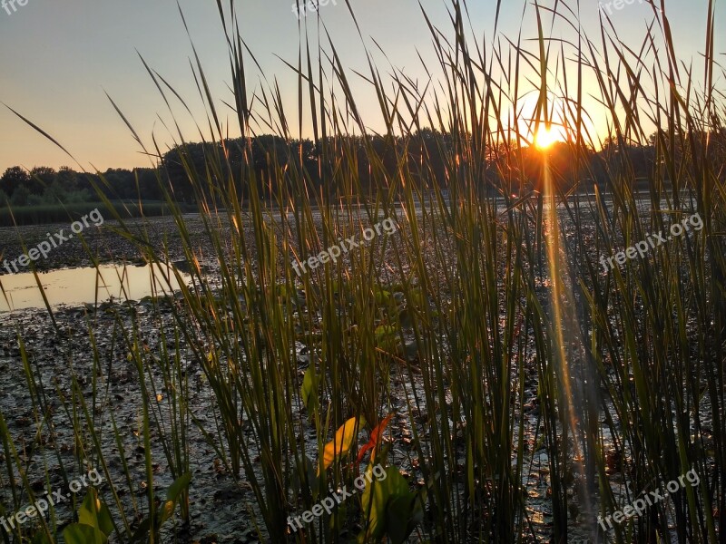 Hungary Lake Tisza Swamp Lake Nature