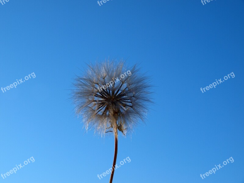 Helicopters Cipselas Flower Dandelion Plant Acaule Wild Flower