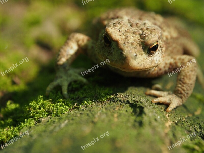 A Toad The Frog Nature Forest Animals