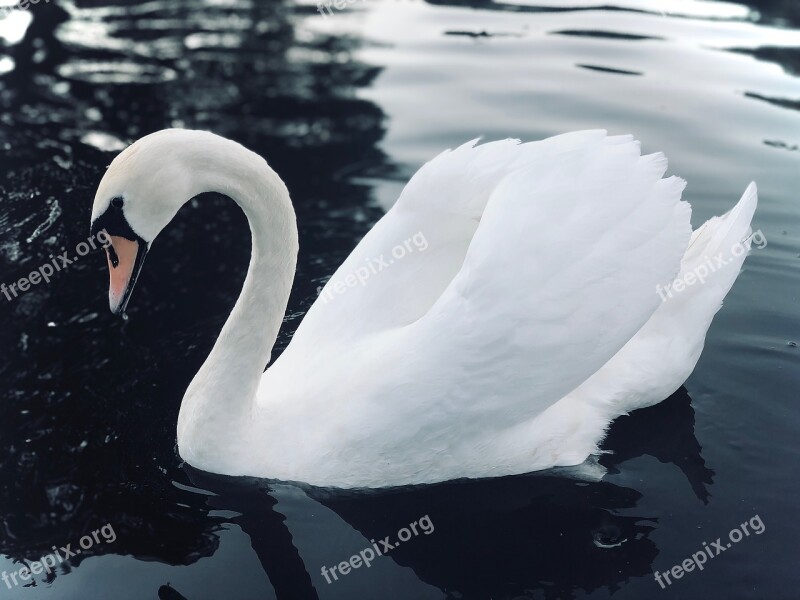 Swan Lake Water Bird Bird White