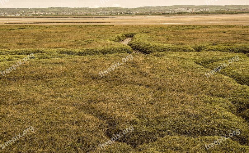 Coastal Flood Plain Gower Grass Nature