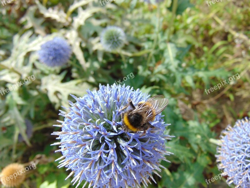 Merchant Louis Moss Nature Insects Flower