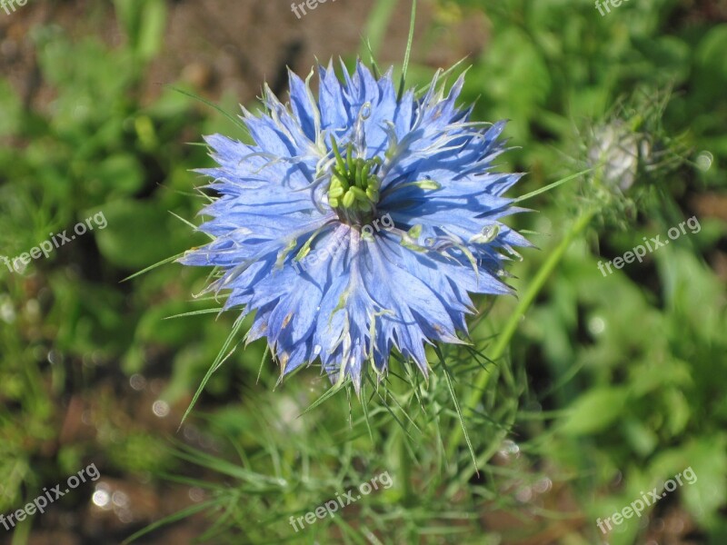 Knapweed Blue Flower Summer Field