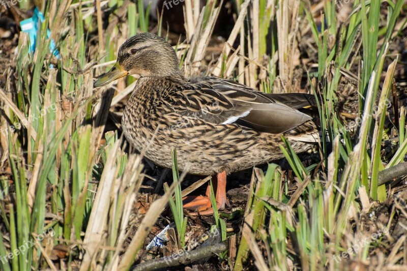 Duck Female Water Bird Nature Duck Bird