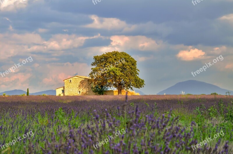 Nature Landscape Lavender Field Blooming Field Of Lavender Farmhouse