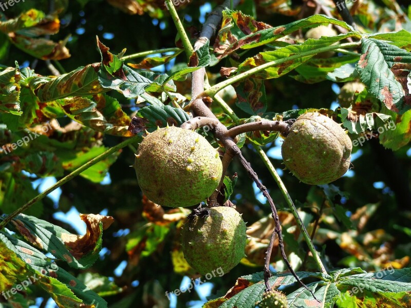 Chestnuts Tree Fruit Chestnut Plant