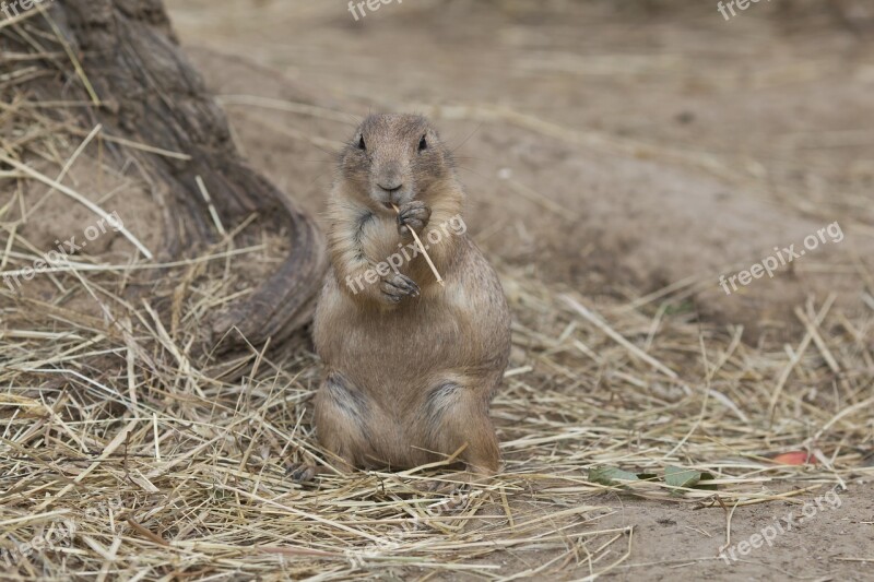 Prairie Dogs Graft Animal Mammal Savana