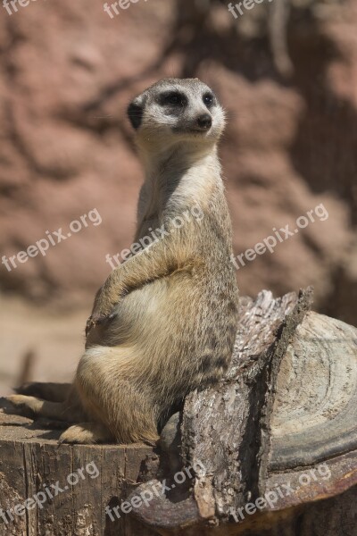 Meerkat Animal Zoo Free Photos