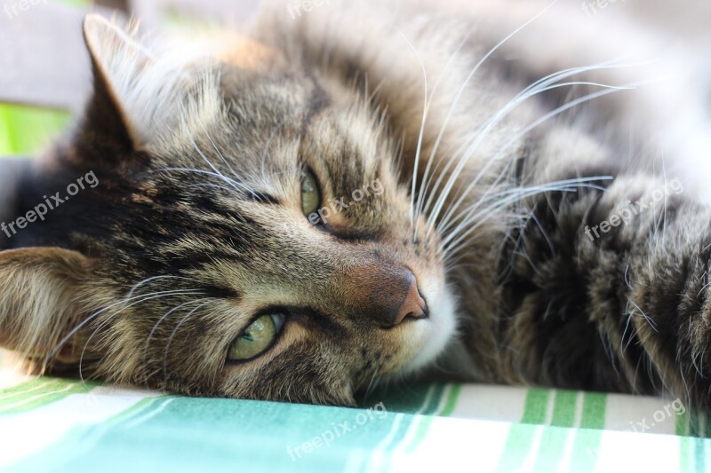 Cat Siberian Cat Predator Mustache Fur