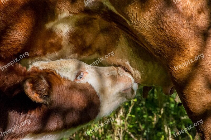 Calf Cow Cattle Suckling Milk