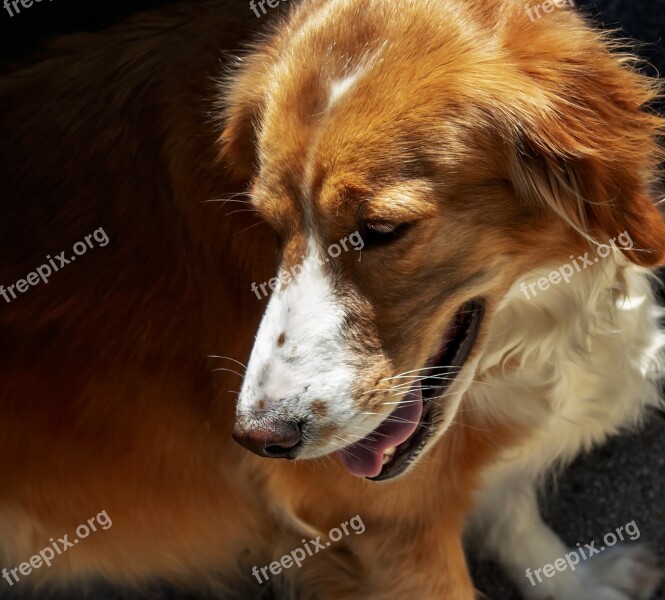 Dog Eb Animal Mammal Nature