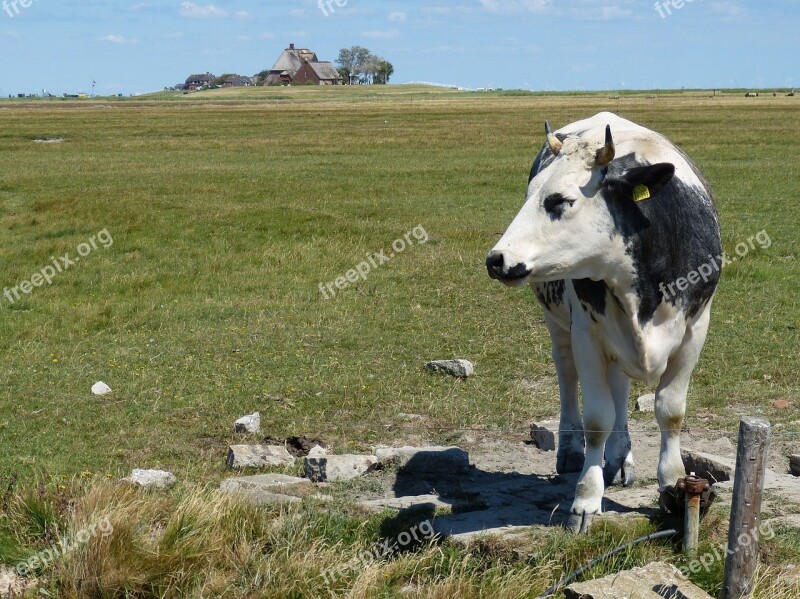 Hallig Hooge Terp Friesland North Sea