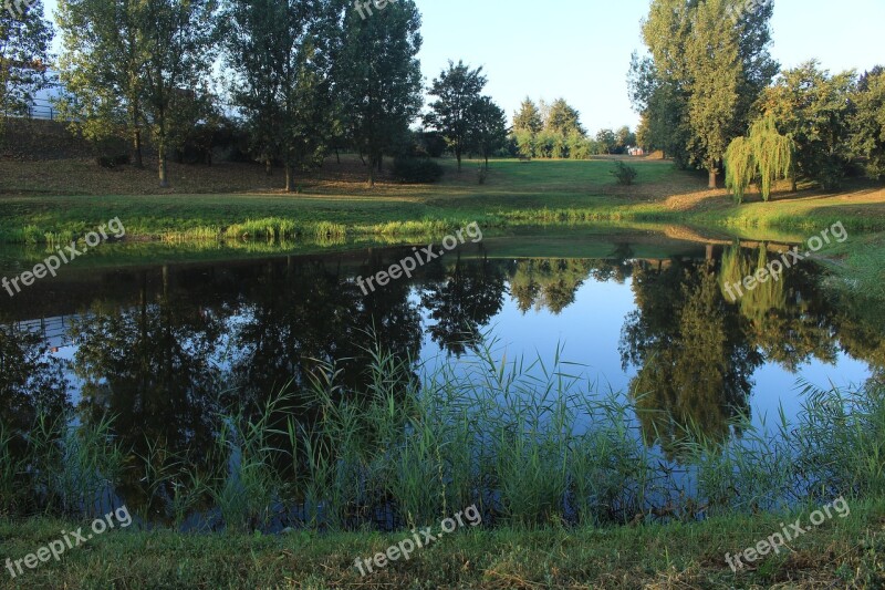 Water Pond Park Tree Reflection