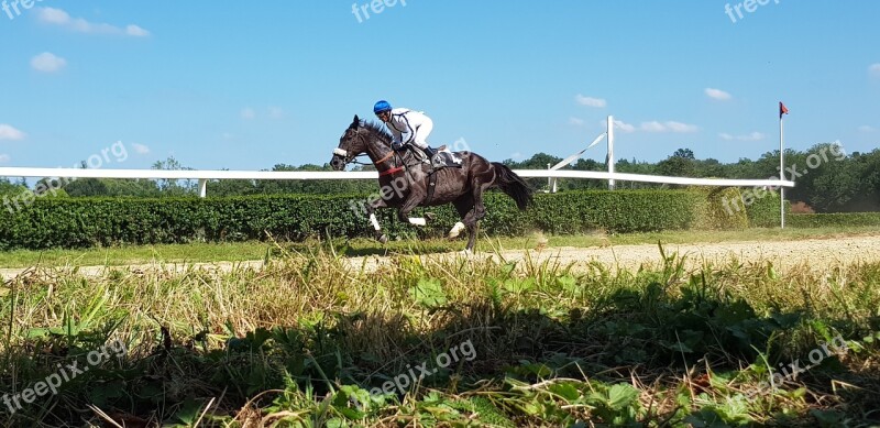 Horse Racing Horses Racecourse Free Photos