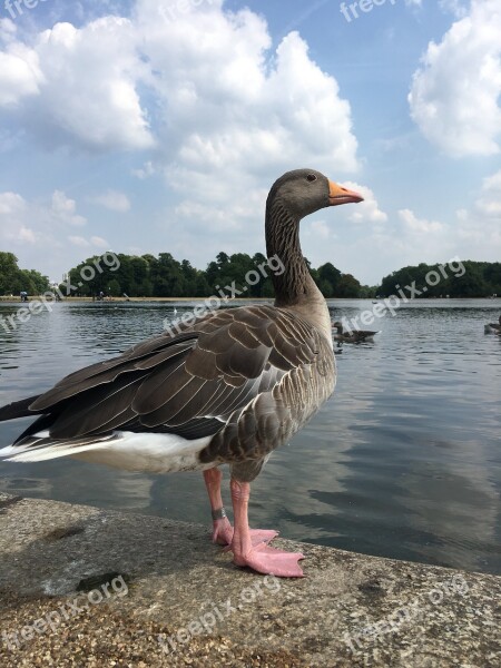 Duck Proud Lake Park Free Photos