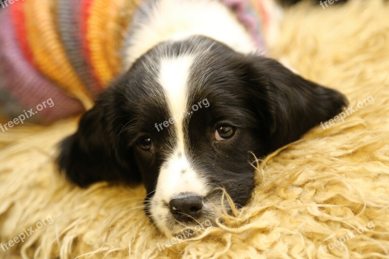 Cute Puppy Snuggly Spaniel Blaze