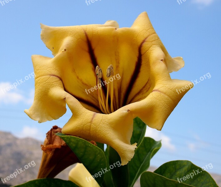 Big Flower Botany Nature Free Photos