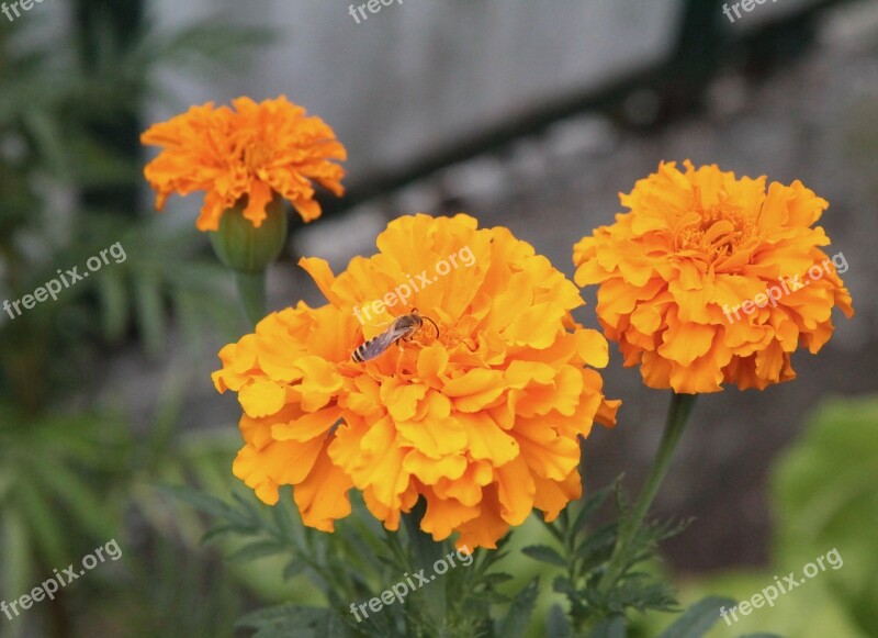 Rose Of India Golden Yellow Yellow Flowers Yellow Flowering