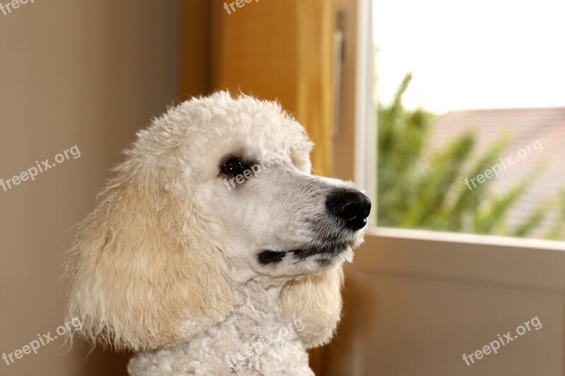 Poodle Dog Animal Pet Free Photos