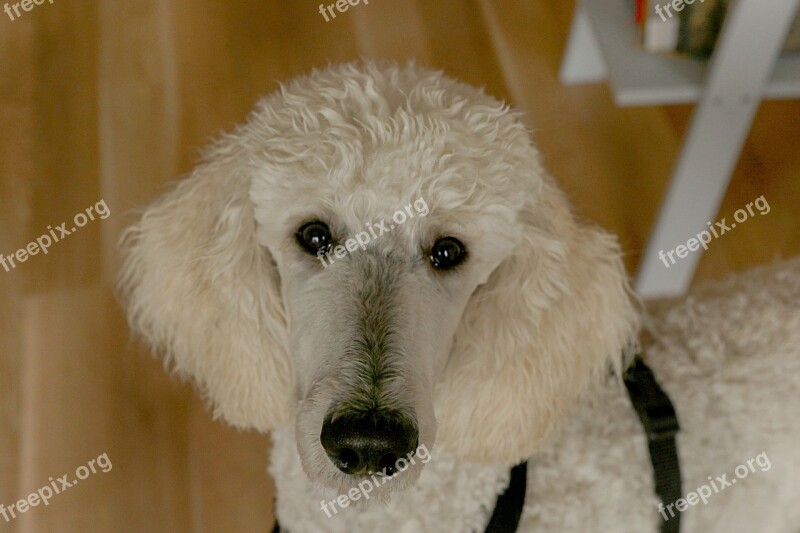 Poodle Dog Animal Pet Free Photos