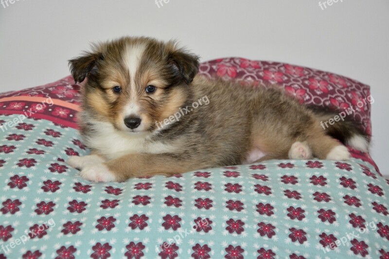 Dog Puppy Puppy Sheepdog Shetland Small Dog Young Bitch Orwin